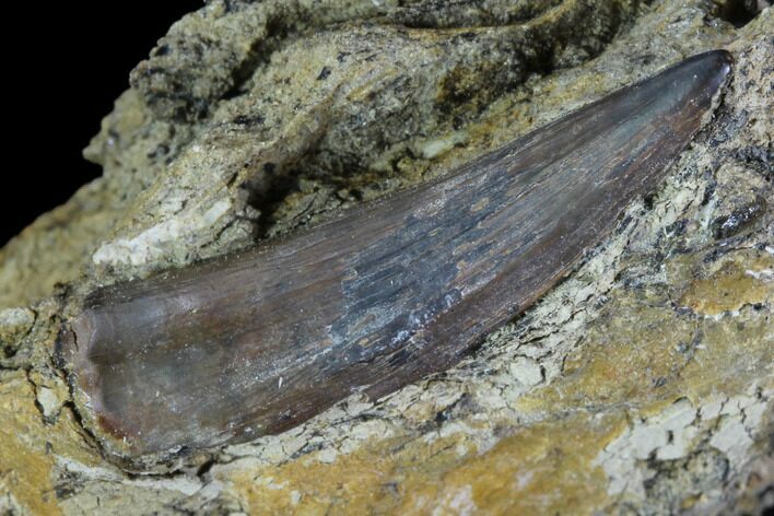 Fossil Crocodilian (Goniopholid) Tooth In Situ - Texas #88788